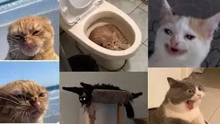 Os gatos mais ENGRAÇADOS da internet 2022