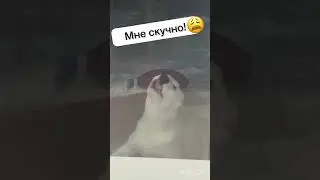 Мне скуучно! Собака развлекает хозяев.