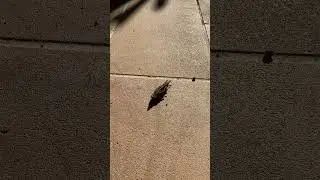 Alien arrived. Amazing Uncommon Creature seen in Brisbane Australia