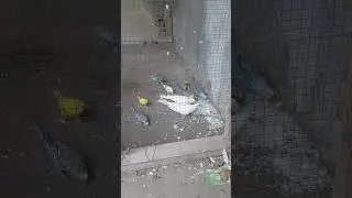 Budgies & pigeon colony #shorts #youtubeshorts
