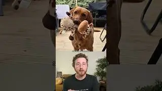 Top 5 Dogs of the Week