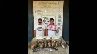 Уловы вторника