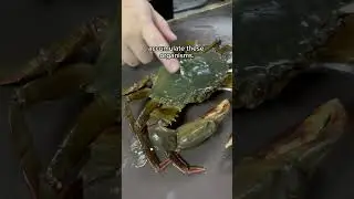 Mud crab farming is paving the way for sustainable success. #SustainableAquaculture #CrabCare