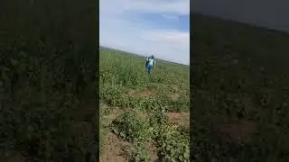 БАХЧА  27 АВГУСТА  2019