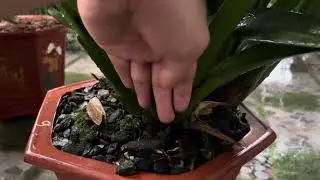 E hùng chia sẻ kiếm xanh Huế giá rẻ. 0878.15.15.15