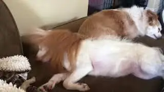 BFF
