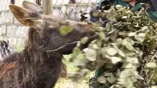 приютили лосенка, оставшегося без матери