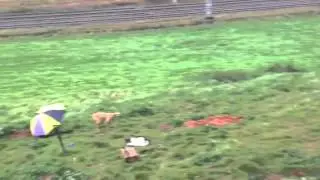 Ferreting mega warren