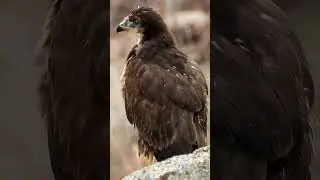 Pollos de ratonero (Buteo buteo)