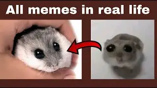 Meme in real life (2014 edit)