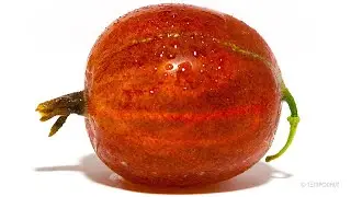 Red Gooseberry