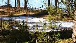 Зайцы в Варкаусе Hares in Varkaus