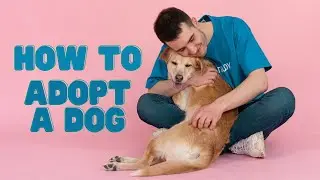 Don't Know How to Adopt a Dog? Here is a New Dog Checklist! Adopting a New Dog to the Family!