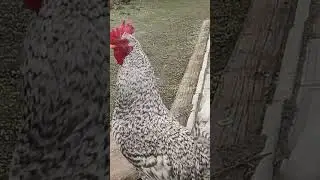черно белый красивый петух