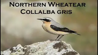Collalba Gris - Northern wheatear - Grauer Steinschmätzer (Oenanthe oenanthe) 💚