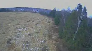 Сосна фейл