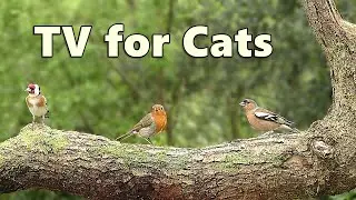 Cat TV Adventure ~ Videos for Cats to Watch ⭐ 8 HOURS ⭐