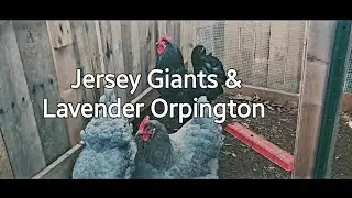 Jersey Giants & Lavender Orpington Chickens are Together @JacquelineJaroffaith #chickens