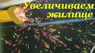 Мальки тернеции выросли Увеличиваем объем аквариума Кормление артемией мальков