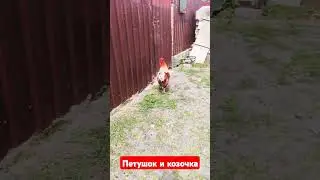 Встреча с  петушком  и козочкой.