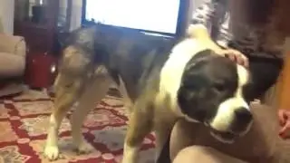смешной алабай