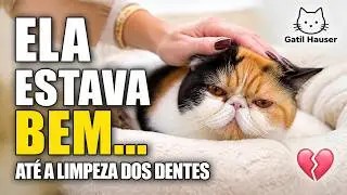 POSSÍVEL CAUSA DA DOENÇA RENAL DA GATA HAVANNA - Gatil Hauser