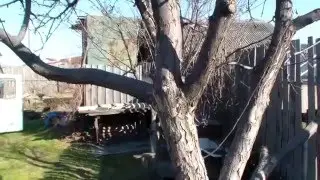 Вегетативная гибридизация