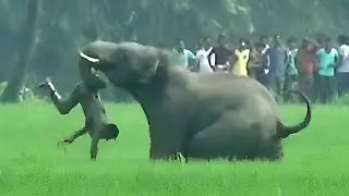 Rare & Scary Animal Rampages and Encounters