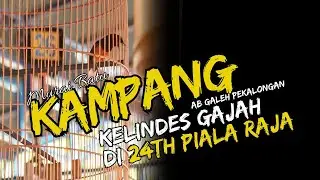 PIALA RAJA 2024 || Murai Batu KAMPANG kelindes Gajah di Candi Prambanan