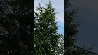 Туи в июле                                                 #дача #туи #всеможно