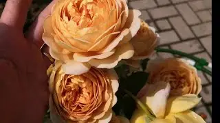Как мои розы переносят холодные подмосковные дожди. Rose