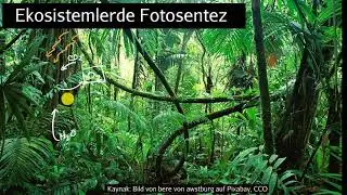 Ekosistemlerde Fotosentez (Fen Bilgisi)