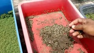 Azolla in dry seasons at Rooftop PPTI USM ( 5th Floor)