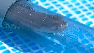 [Original Video] Funny Otters Playing in the New Pipe