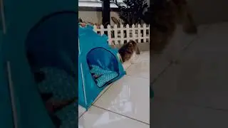 Kucing berebut tempat tidur