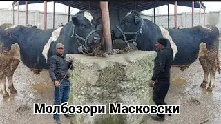 Молбозори Масковски нархи Бука гови бугуз гусаладор букача 22 декабря 2021 г.