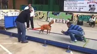 Pitbull- arrastre de peso