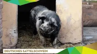 Deutsches Sattelschwein - Tierpark Gotha