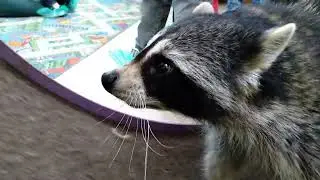 Я СМОГУ