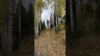 Тропинки из детства 