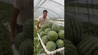 Сбор арбуза 💪🏻🍉🔥