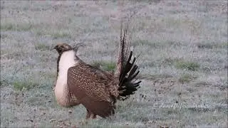 Sage Grouse's Intriguing Courtship Display Hollywood Red Carpet Style with Role Reversal