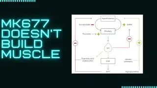 MK677 - 4 Supplements To Enhance GH Release