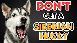 Why You SHOULDN'T Get A HUSKY!