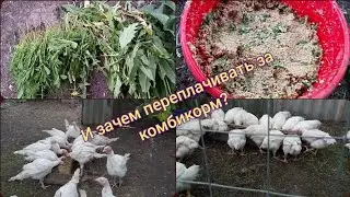 The cheapest feeding for broilers and turkeys.