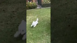 zoomies 💨 #bichonfrise #puppy