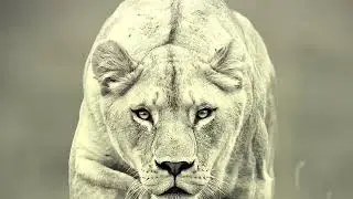 ЗВЕРЬ ВНУТРИ МЕНЯ  ДЛЯ УСИЛЕНИЯ СЕБЯ , ЧТОБЫ ДОСТИГНУТЬ ЦЕЛИ . ДЛЯ ВСЕХ . ИНГА ХОСРОЕВА . ВЕДЬМИНА