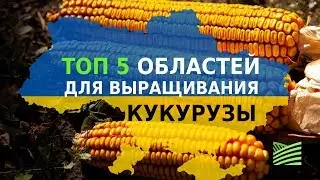 5 регионов для успешного кукурузного бизнеса | Latifundist