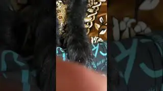 Ризеншнауцер красавица