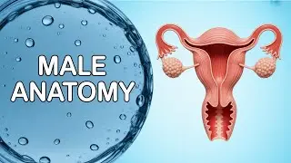 Human Reproduction I